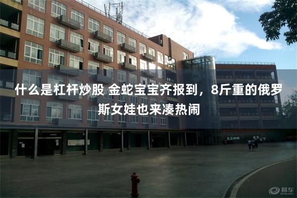 什么是杠杆炒股 金蛇宝宝齐报到，8斤重的俄罗斯女娃也来凑热闹