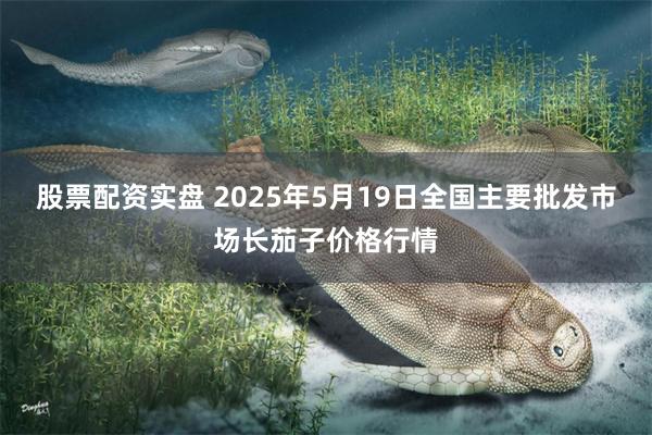 股票配资实盘 2025年5月19日全国主要批发市场长茄子价格行情